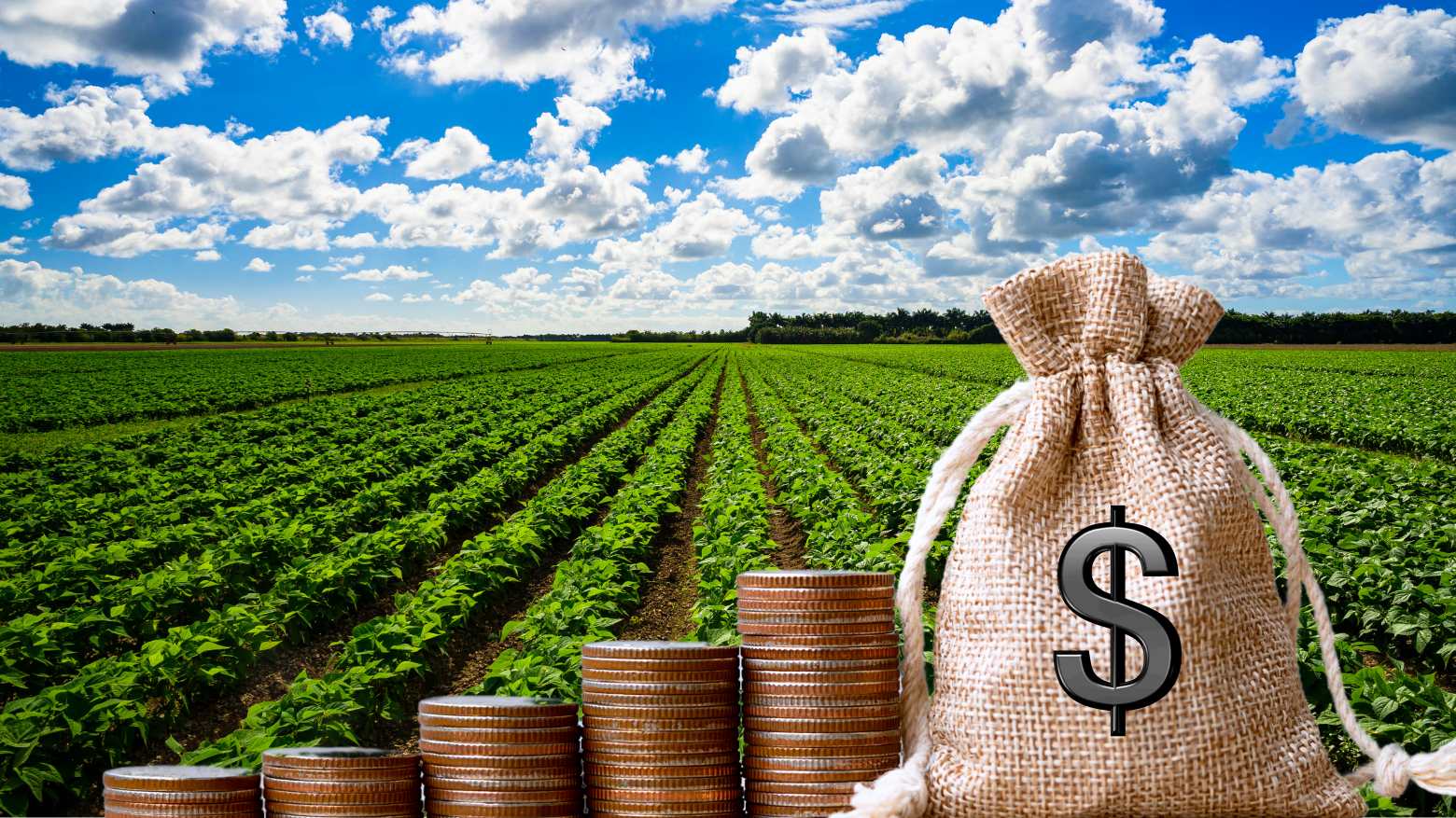 Investimento favorito dos bilionários: o agronegócio caminha ao lado dos mercados de tecnologia e luxo