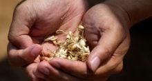 Agricultores da Argentina querem fim de impostos sobre exportação de trigo