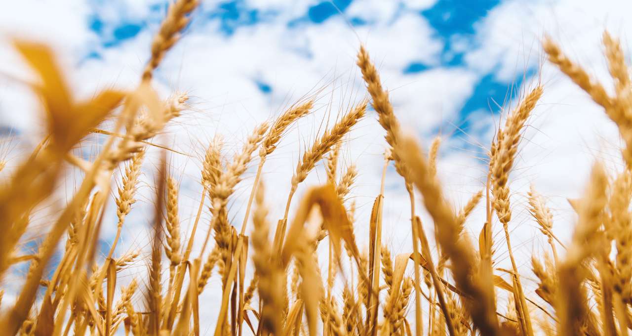 Arroz, Agro Times, Agricultura, Conab, Carlos Fávaro, Rio Grande do Sul