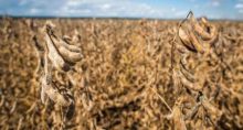 Chuvas no RS fazem cotações de soja e milho atingirem recorde e afetam exportações; entenda