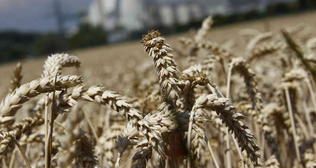 trigo clima commodities preços grãos
