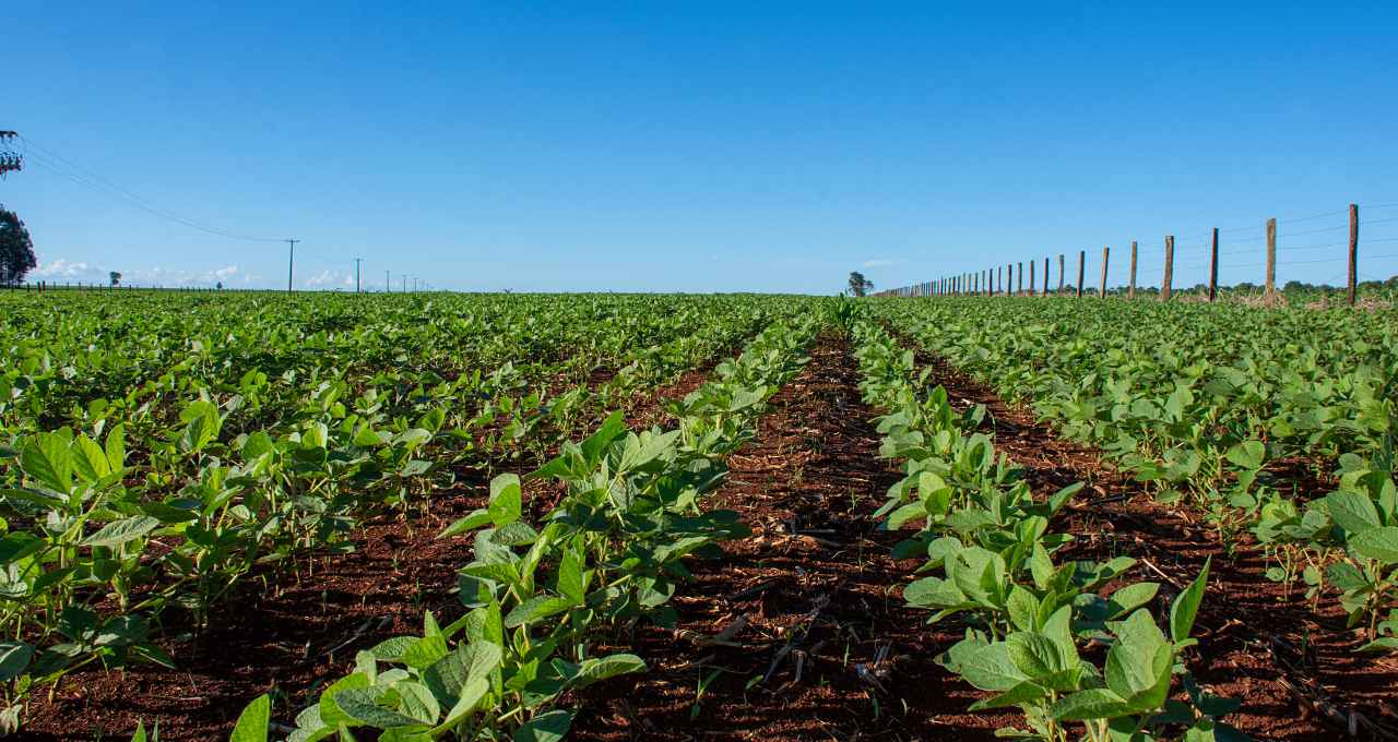 SLC Agrícola, Empresas, Contrato de Arrendamento, Soja, Safra 2024/25