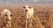 agronegocio-agro-mudança-climatica