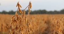 moratória da soja mato grosso