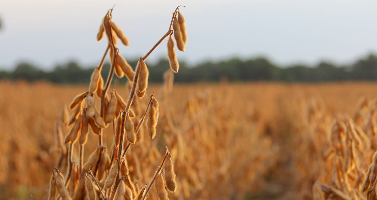 moratória da soja mato grosso